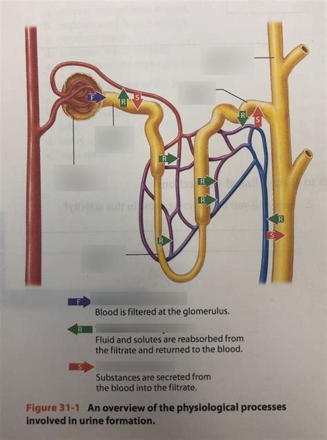 Urine Formation Diagram Quizlet