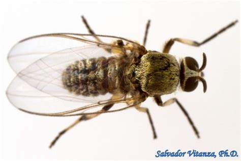 Diptera Simuliidae Simulium Donovani Black Flies Female B Urban