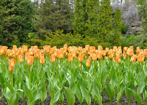 15+ orange tulips 🧡 🌷 Discover the beauty and variety of this vibrant ...