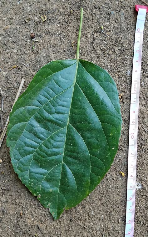 Premna Odorata Lamiaceae Image At Phytoimages Siu Edu