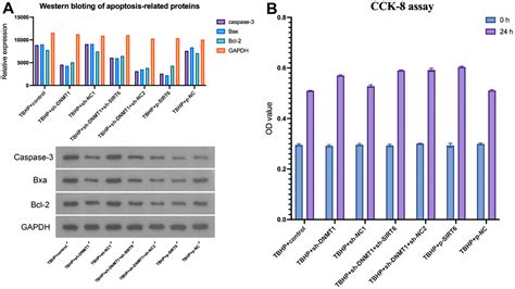 Dnmt Regulates Polarization Of Macrophage Induced Intervertebral Disc