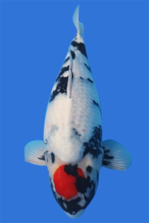 Tancho Showa - Grand Koi, LLC