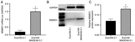 MAGEA6 Positively Regulates MSMO1 And Promotes The Migration And