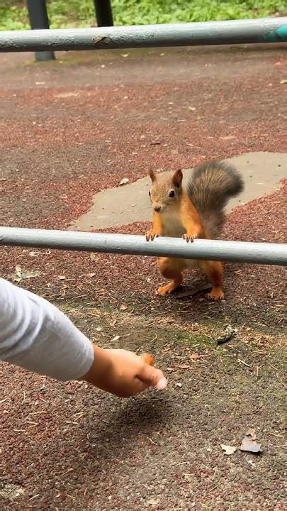 Шустрая белка и фундук 🌰🐿️😍😻 Nimble Squirrel And Hazelnuts 🌰🐿️😻