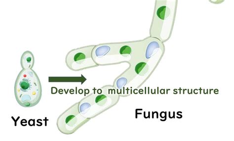 Yeast And Mold Evolutionary Stagnation And Significance In Food