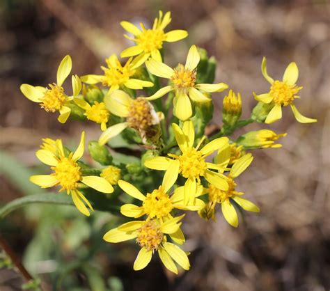 Solidage Verge D Or Solidago Virgaurea Subsp Virgaurea Flickr