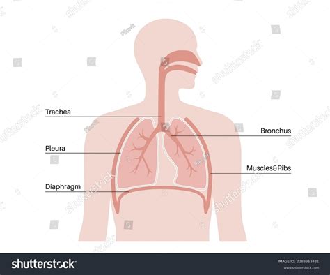 Pleura Anatomy Concept Chest Cavity Medical Royalty Free Stock