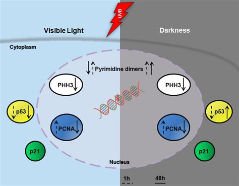 Lightmediated DNA Repair Prevents UVBinduced Cell Cycle Arrest In