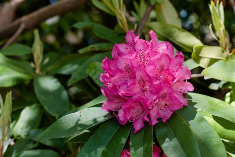 Rododendro Flor Bloom Foto Gratis En Pixabay