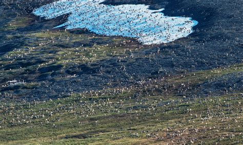 Porcupine caribou herd in ANWR_Peter Mather | Photos | WWF