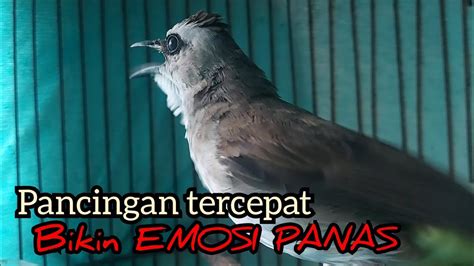 Suara Panggilan Trucukan Gacor Ngerol Cuk Cuk Ngamuk Ini Jagonya