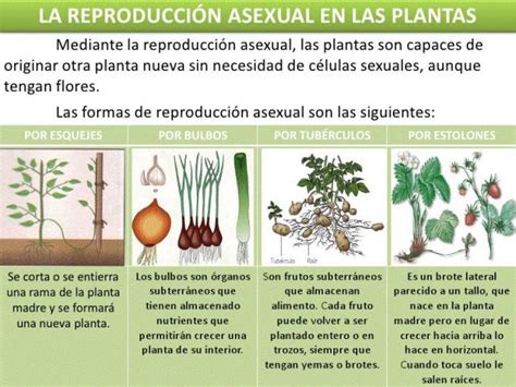 Más Allá De La Biología Reproduccion Asexual En Plantas