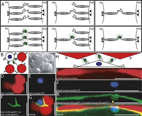 Gfp Reconstitution Across Synaptic Partners Grasp Defines Cell