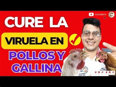 COMO PREVENIR Y CURAR LA VIRUELA EN POLLOS Y GALLINAS YouTube