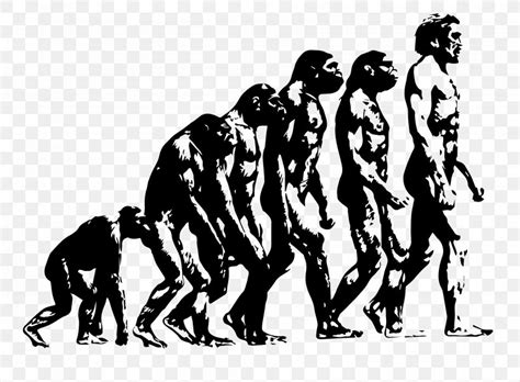 Human Ape Evolution