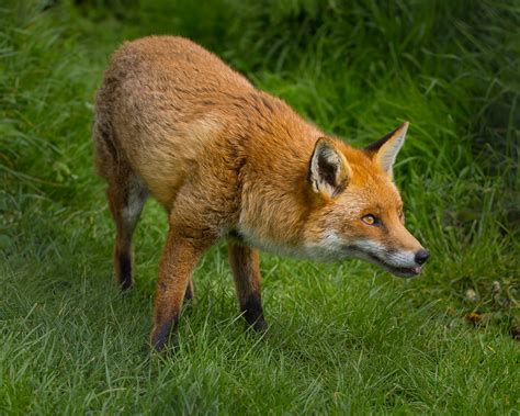 European Red Fox — Invasive Species Initiative