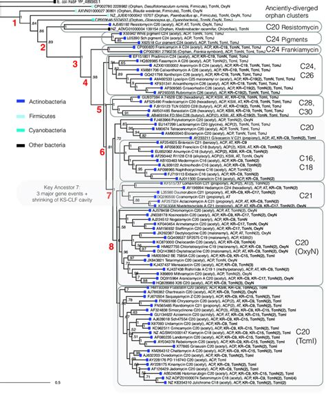 Phylogeny Of Clf Protein Sequences From The Reference Set And