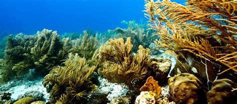 Duanes Release Dive Site in Curaçao Curaçao Diving Guide