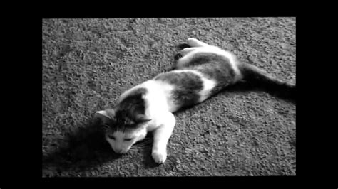 My Female Cat In Heat Rolling Around On The Floor Like A Crazy Cat Youtube