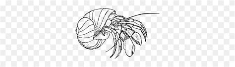 Hermit Crab Clip Art - Crab Black And White Clipart - FlyClipart