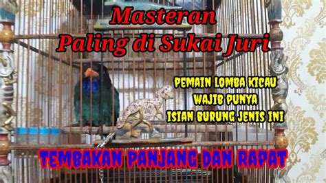 Masteran Tembakan Paling Di Sukai JuriTembakan Tengkek Buto Gacor