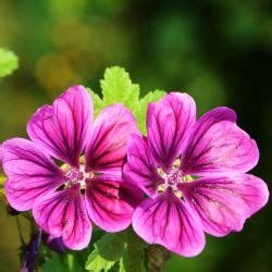 erdei malyva az osi gyogynoeveny fitolife