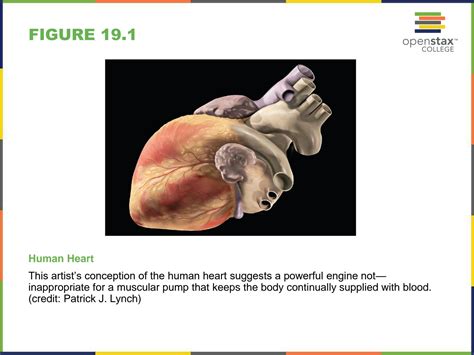 Solution Openstax Anatomy Physiology Ch Imageslideshow Studypool