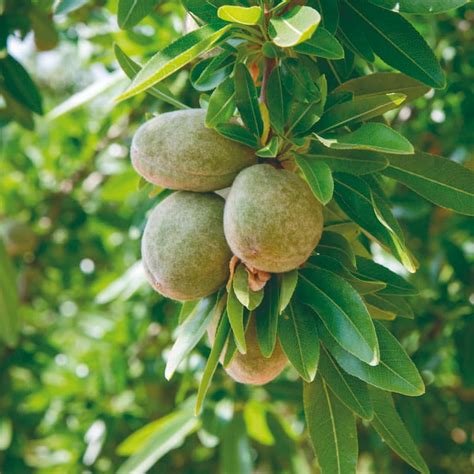 Almond Tree Cultivation Azud