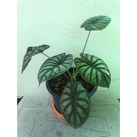 อโลคาเซย ดรากอน สเกล Alocasia Dragon Scale ไซตใหญ ไซตตงแม ลาย