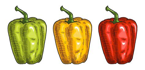 Whole Red Green Yellow Sweet Bell Peppers Vintage Engraving Vector Illustration Stock Vector