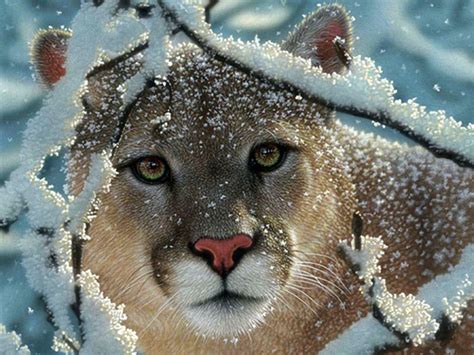 🔥 [40+] Cougar Wallpapers for Desktop | WallpaperSafari