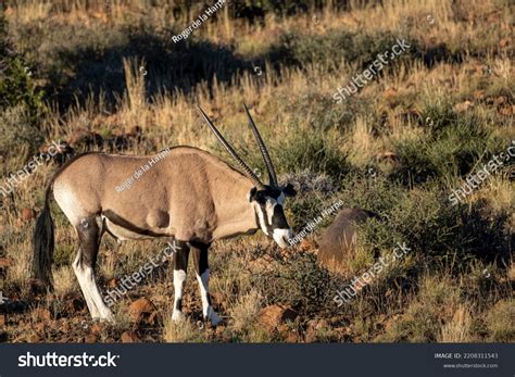 Gemsbok South African Oryx Oryx Gazella Stock Photo 2208311543