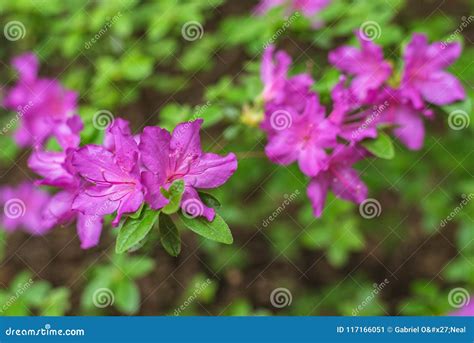 Magenta Purple Flowers on a Bush Stock Image - Image of flora, green ...