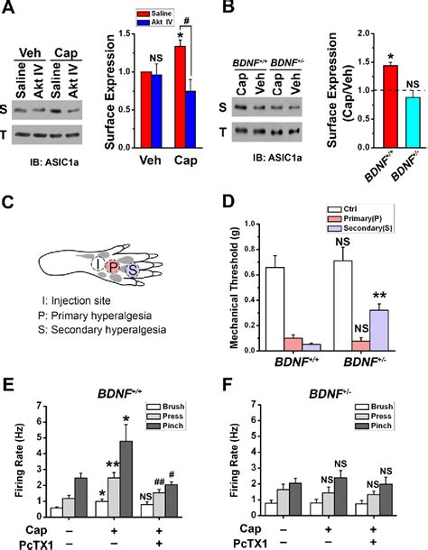 Figure 1 From PI3 Kinase Akt Pathway Regulated Membrane Insertion Of