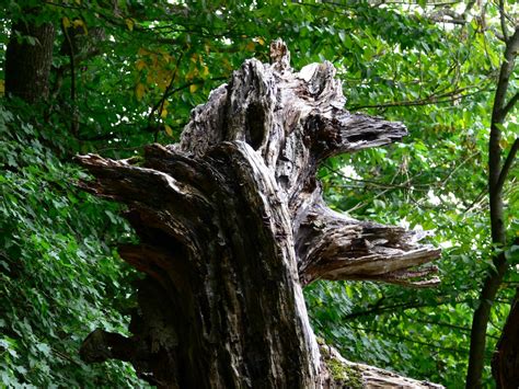 Free Images Tree Nature Branch Wood Leaf Flower Trunk Dry