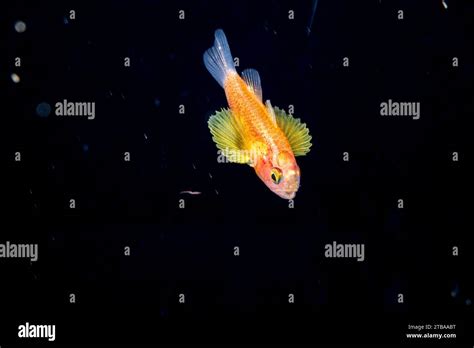 deepwater cardinalfish  res stock photography  images alamy