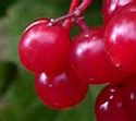 Viburnum Opulus Var Americanum American Highbush Cranberry