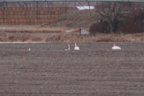 eBird Checklist - 6 Dec 2023 - East 2000 North - 8 species