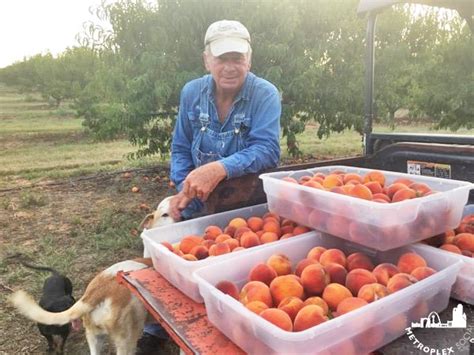 Heres The Best Places To Pick Peaches Near Dallas Fort Worth