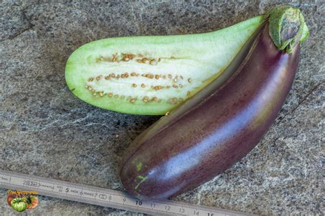 Aubergine Eggland Longue Violette De Naples