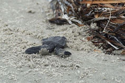 Endangered Sea Turtles Hatch For First Time In More Than Years