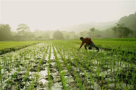 Pertanian Monokultur Dampak Pada Lingkungan Blog