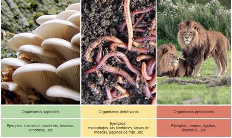 Heterótrofos Qué organismos son nutrición clasificación ejemplos