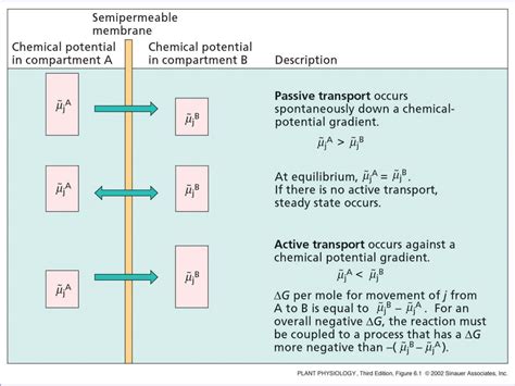 Nernst Equation Equilibrium Potential