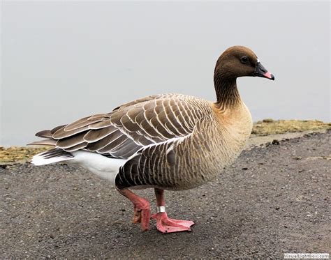 Identify Pink Footed Goose Wildfowl Photography