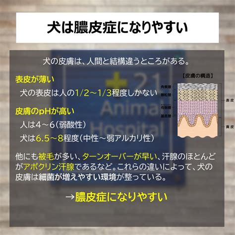 【解説】犬に多い皮膚病！膿皮症について 21動物病院 おおたかの森