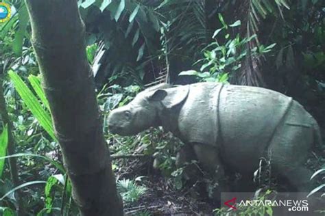 Dua Ekor Anak Badak Jawa Lahir Di Taman Nasional Ujung Kulon Antara