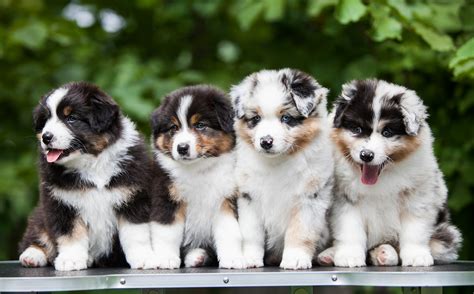 Why an Australian shepherd puppy rescue requires special care 27