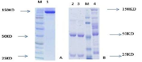 Sds Page Analysis Non Reducing Sds Page A And Reducing Sds Page B