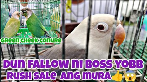 Rush Sale Na Vio Dun Fallow Ni Boss Yobb Sobrang Mura Yellow Sided